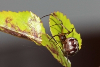 La malmignatte des maisons (Araneae - Theridiidae - Steatoda triangulosa)